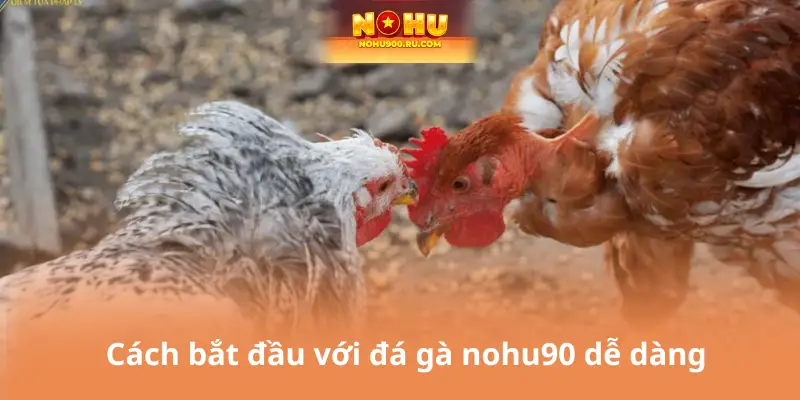 Cách bắt đầu với đá gà nohu90 dễ dàng