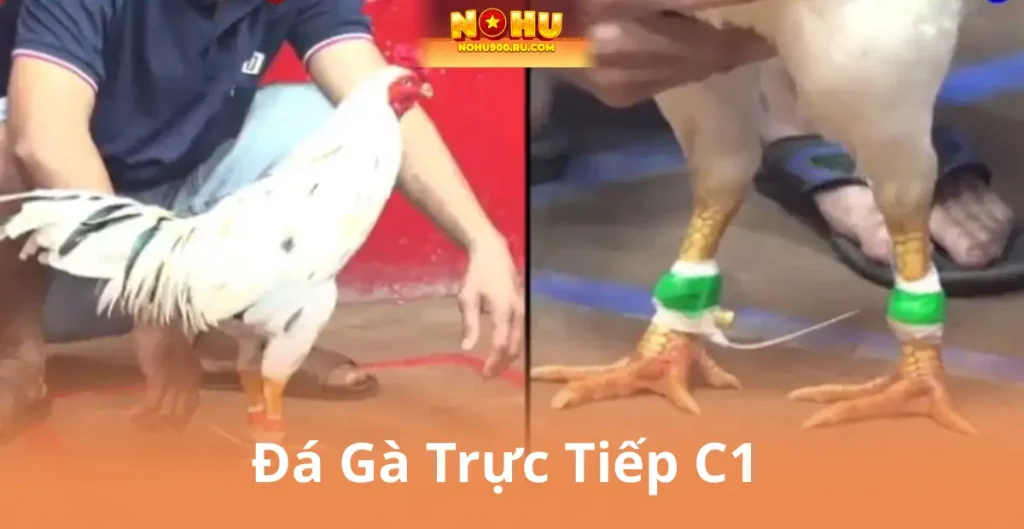 Đá Gà Trực Tiếp C1