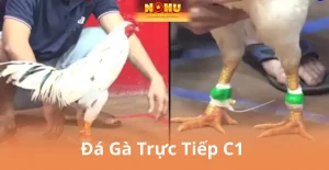 Đá Gà Trực Tiếp C1