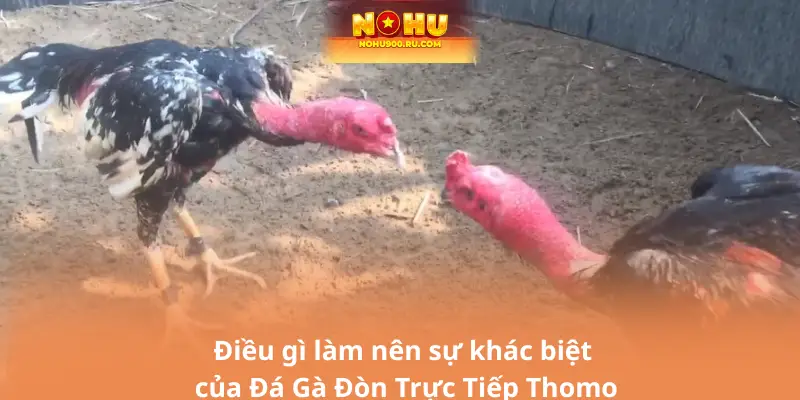 Điều gì làm nên sự khác biệt của Đá Gà Đòn Trực Tiếp Thomo